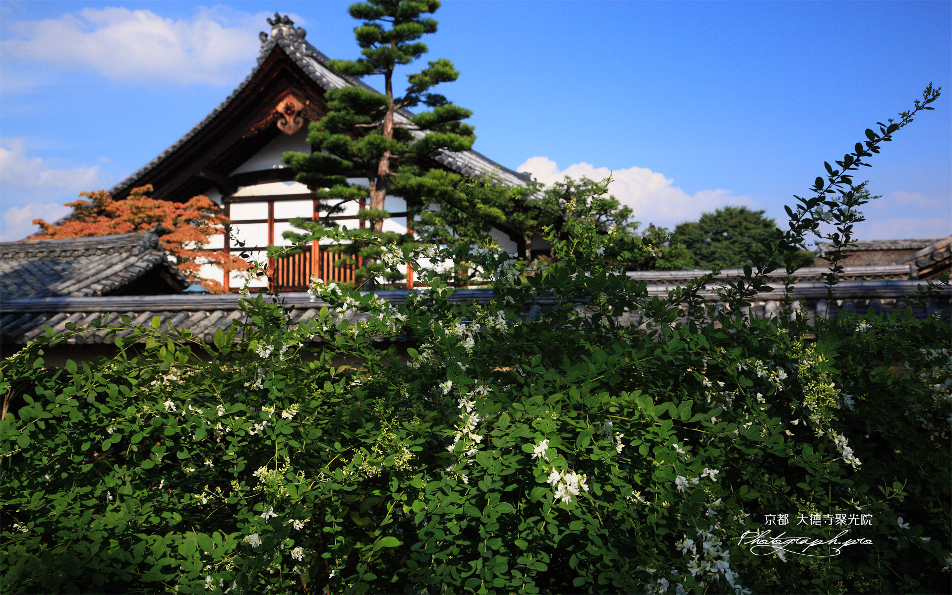 聚光院 ハギと大徳寺庫裡