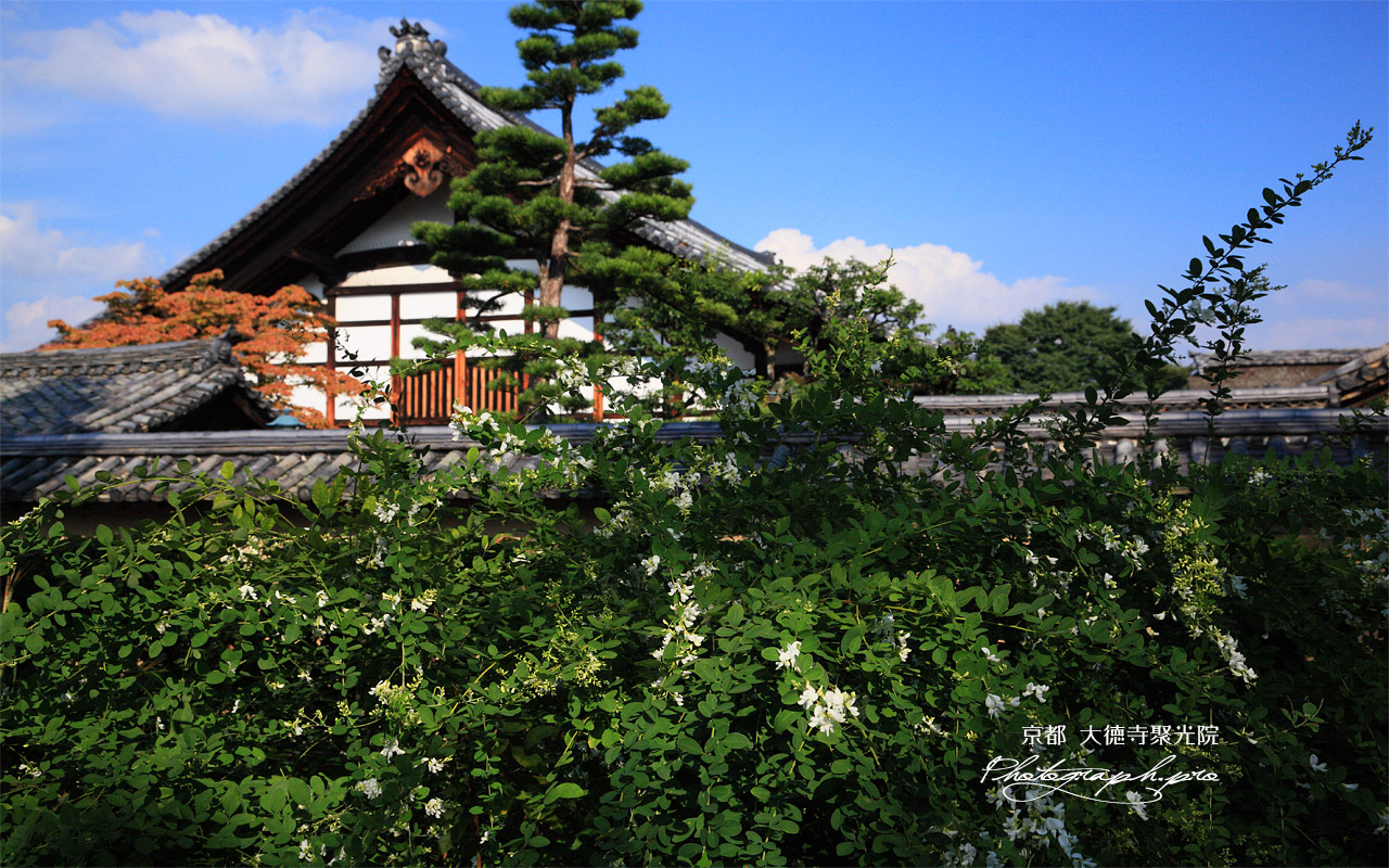 聚光院 ハギと大徳寺庫裡 壁紙