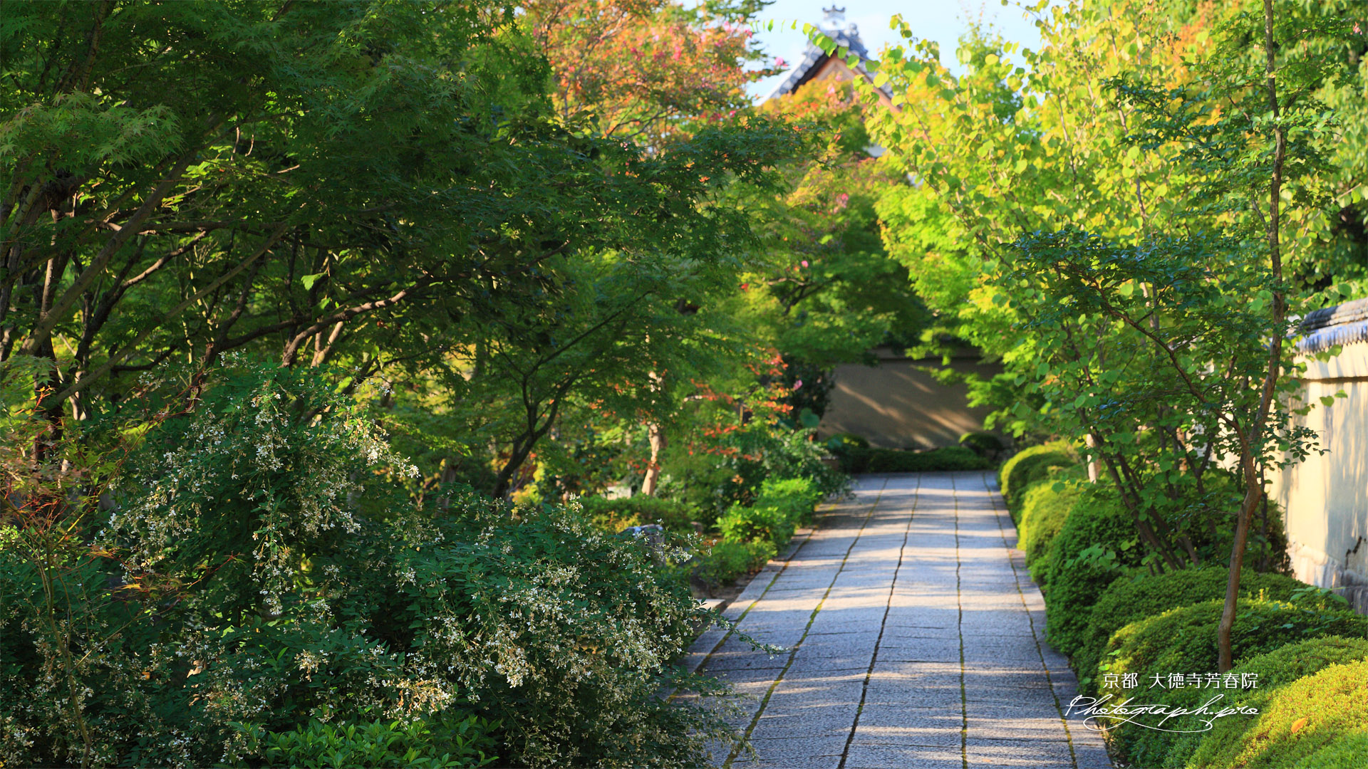 大徳寺芳春院 参道のハギ