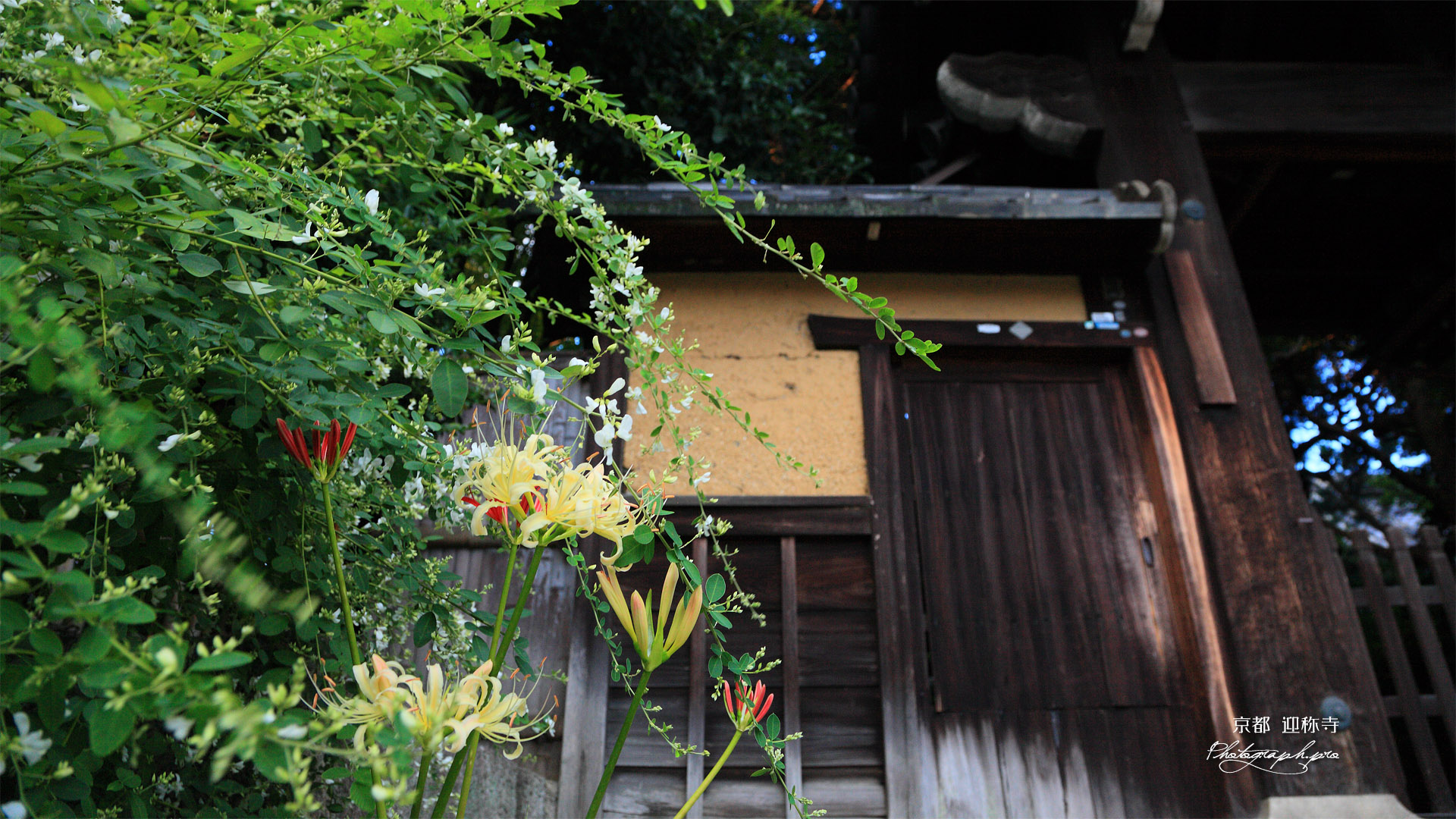 迎称寺 彼岸花と萩