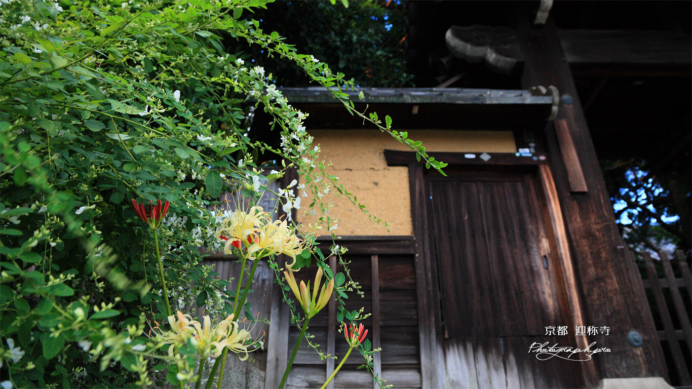 迎称寺 彼岸花と萩 壁紙