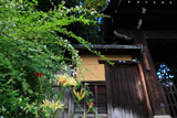 迎称寺 彼岸花と萩