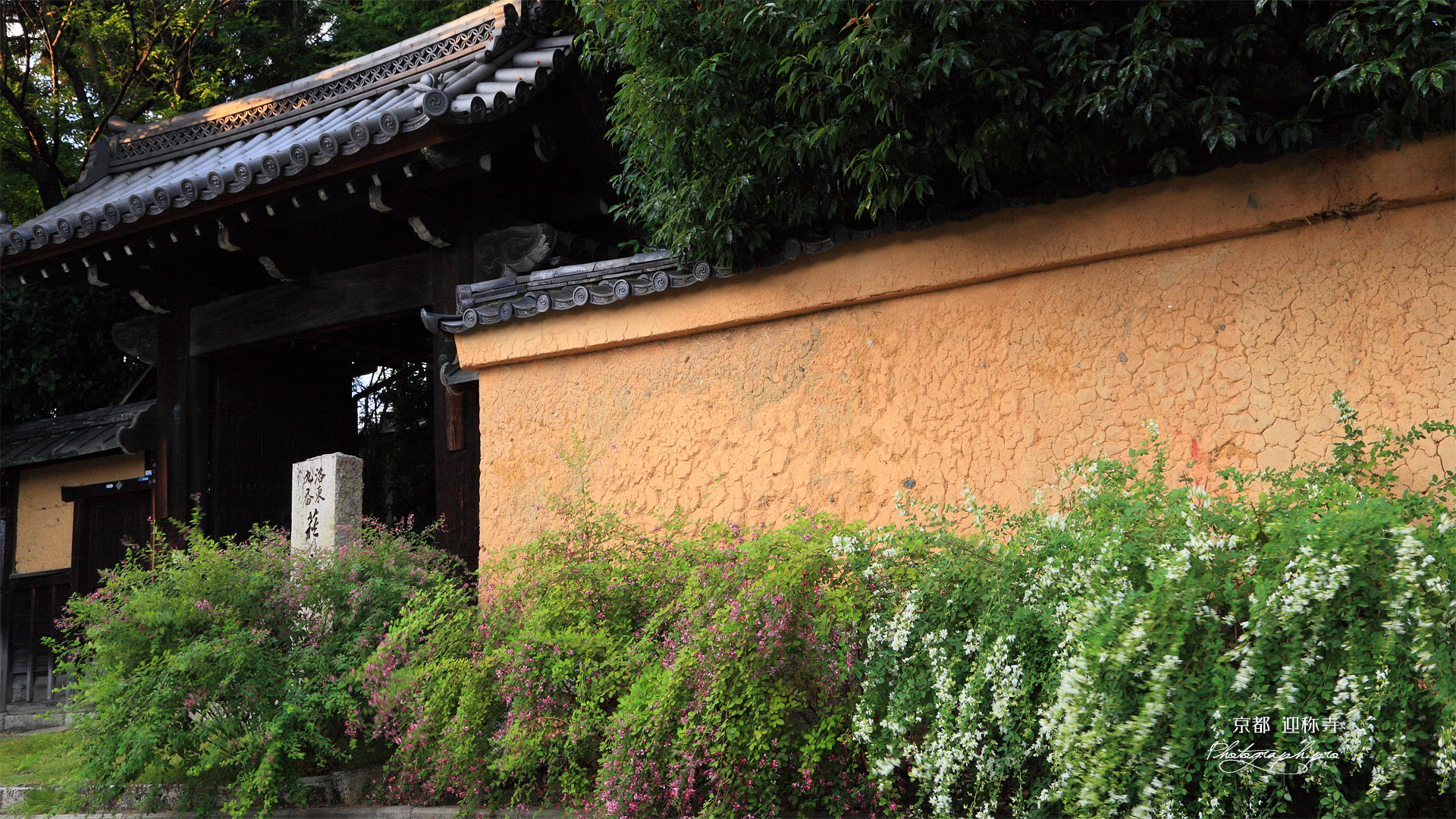 迎称寺 ハギと山門