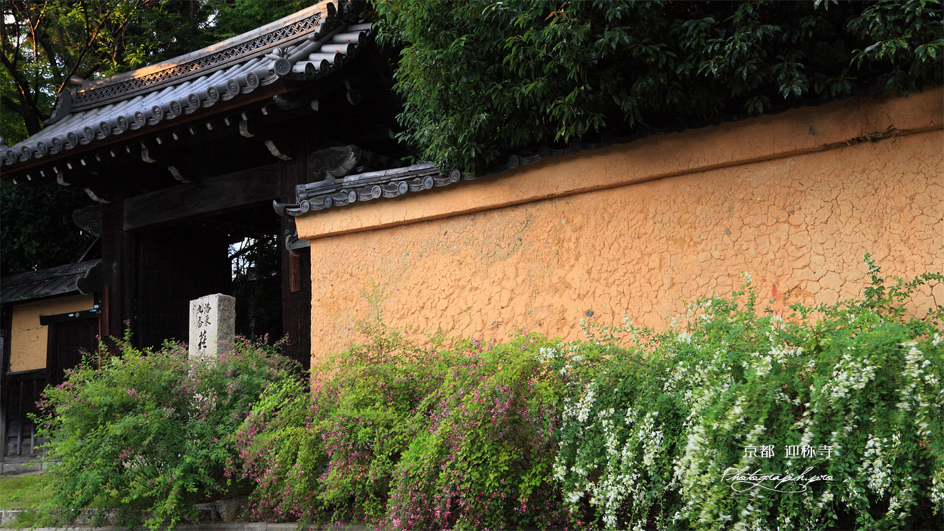 迎称寺 ハギと山門 壁紙