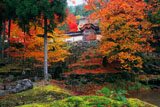 京都 常照皇寺の紅葉の勅使門と碧譚池