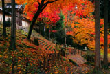 散紅葉と常照皇寺勅使門