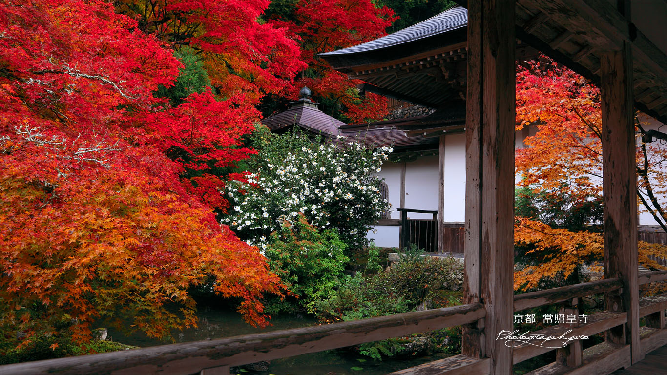 京都 常照皇寺の紅葉と山茶花 壁紙