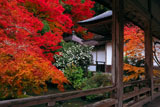 京都 常照皇寺の紅葉と山茶花