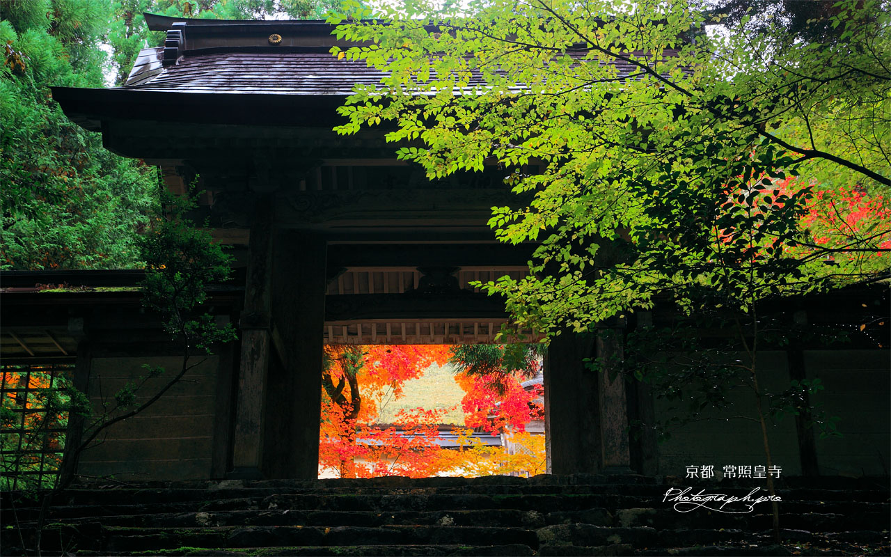 京都 常照皇寺勅額門越しの紅葉 壁紙