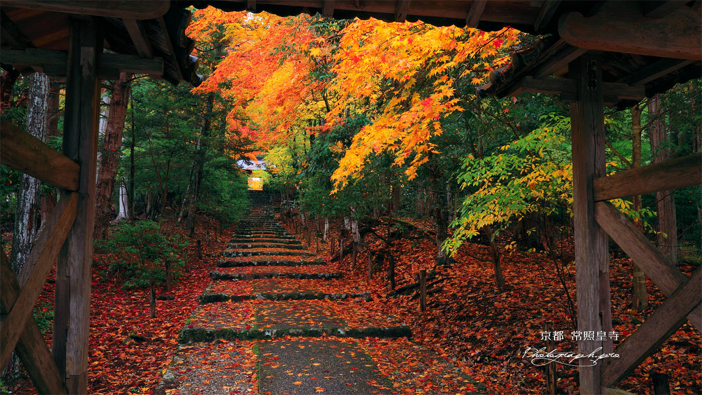 常照皇寺山門越しの紅葉 壁紙