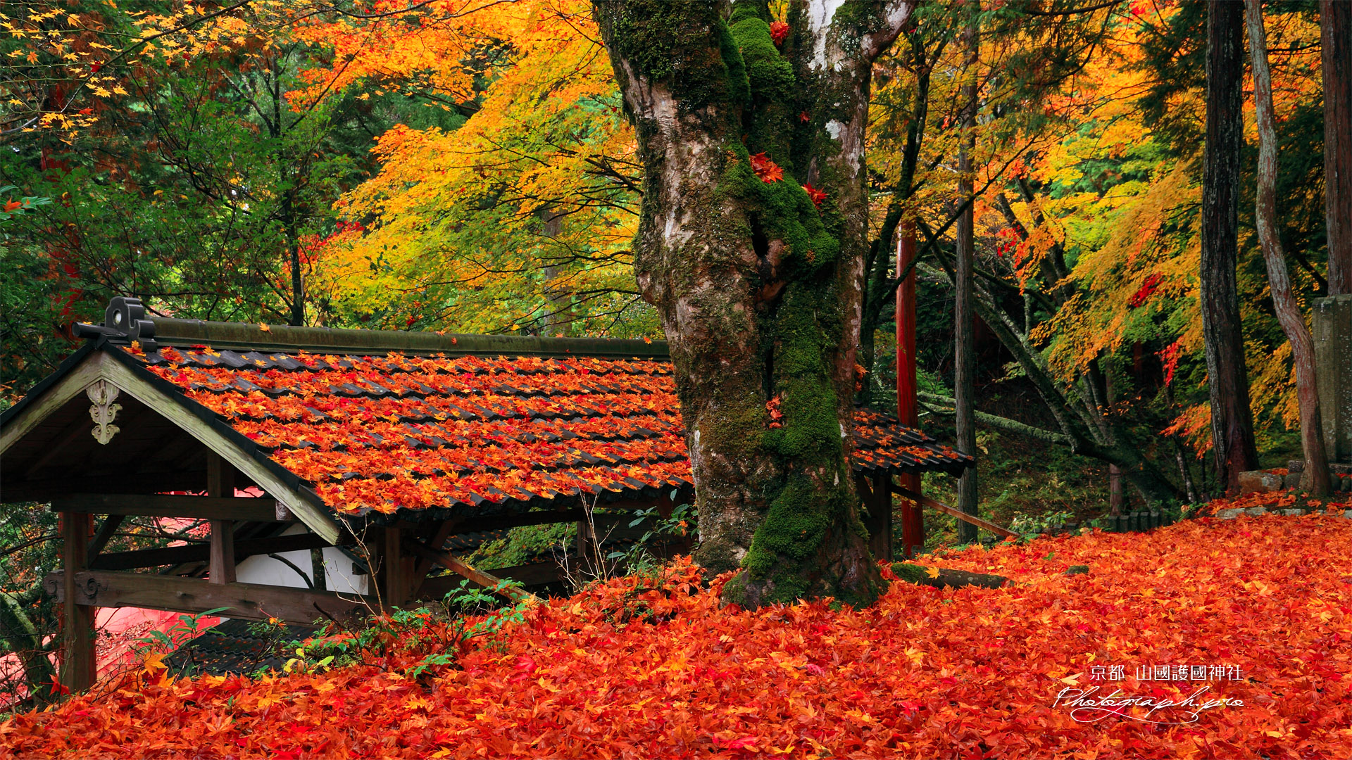 山国護国神社 敷き紅葉