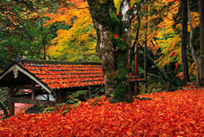 山国護国神社