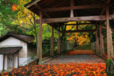 山国護国神社の紅葉