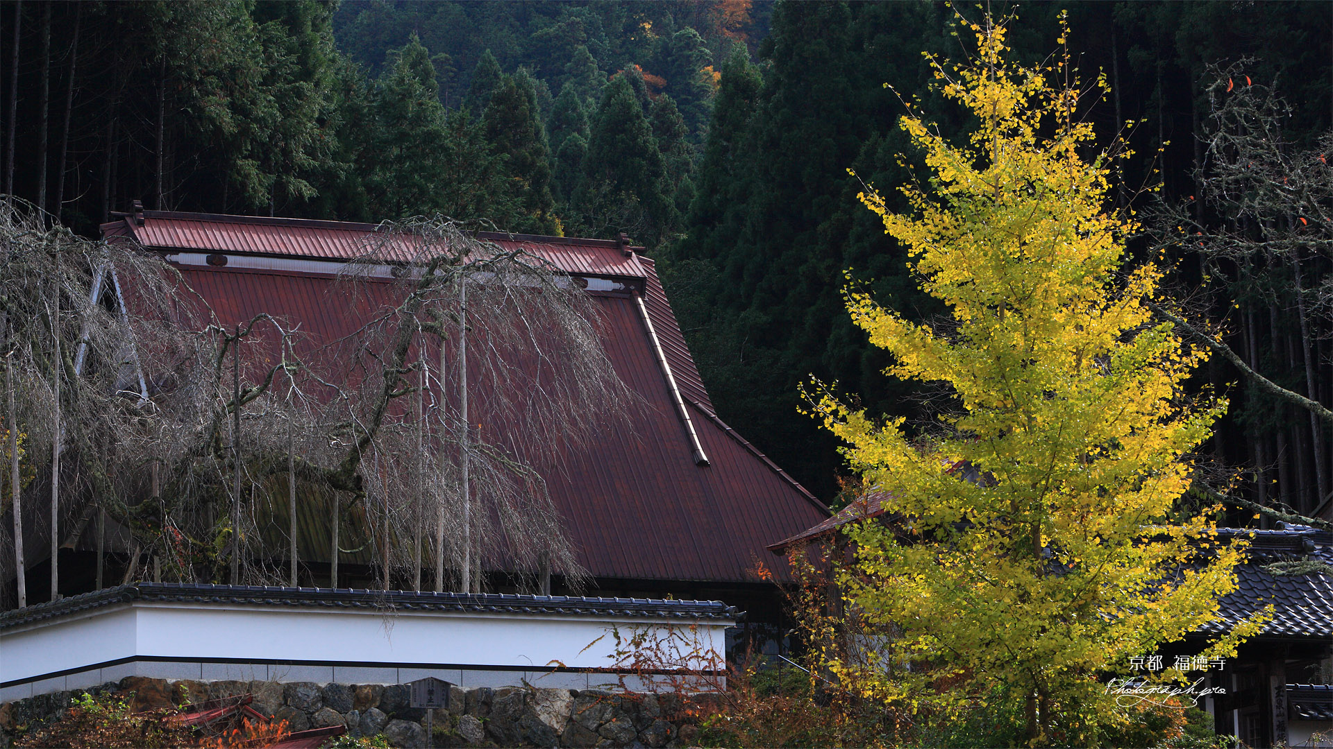福徳寺 銀杏黄葉と本堂