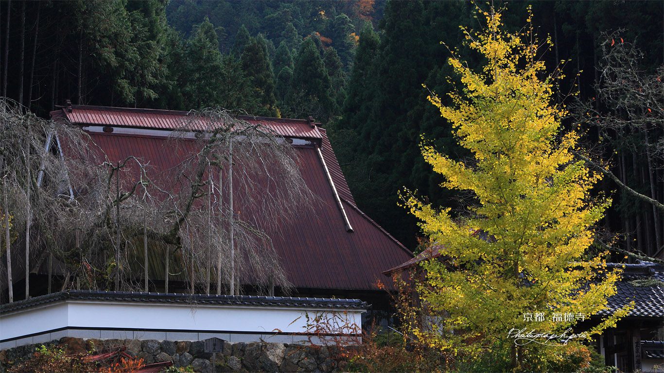 福徳寺 銀杏黄葉と本堂 壁紙