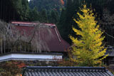 福徳寺 イチョウ黄葉と本堂