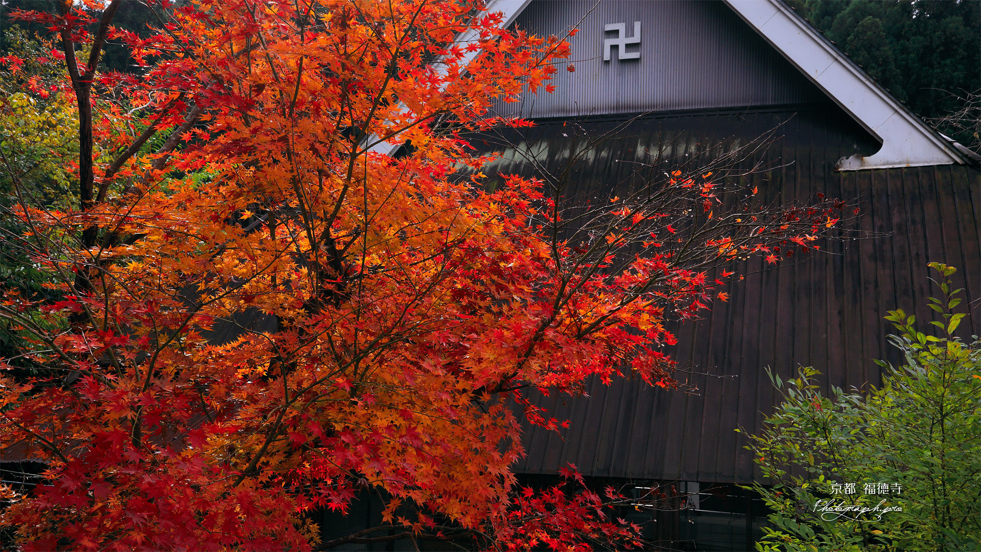 福徳寺 紅葉と本堂
