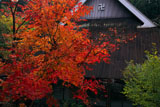 福徳寺 紅葉と本堂