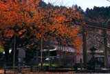 京北 黒田百年桜の桜紅葉