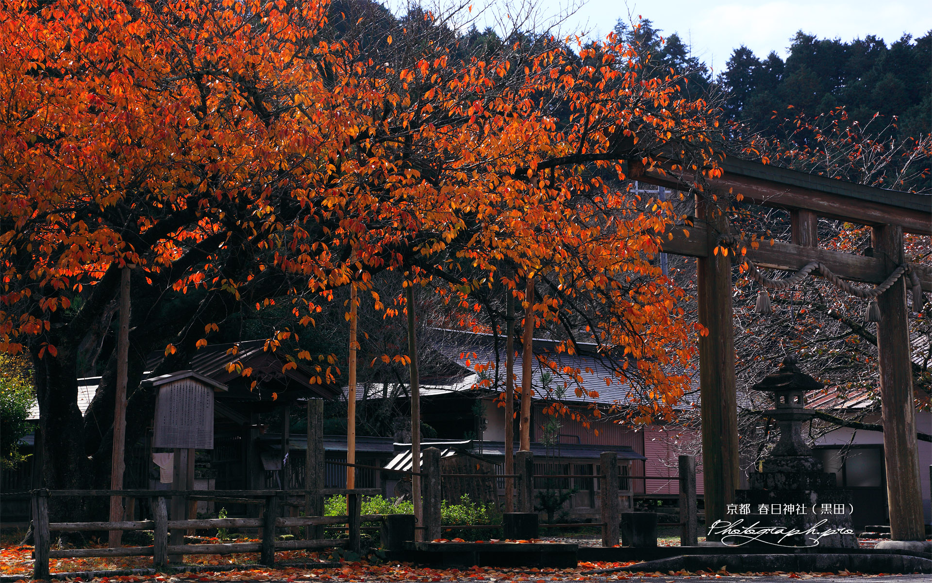 京北 黒田百年桜の桜紅葉