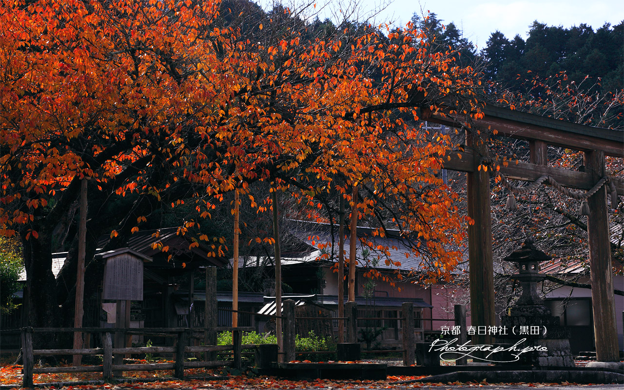 京北 黒田百年桜の桜紅葉 壁紙
