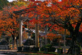 京北 黒田町春日神社の紅葉