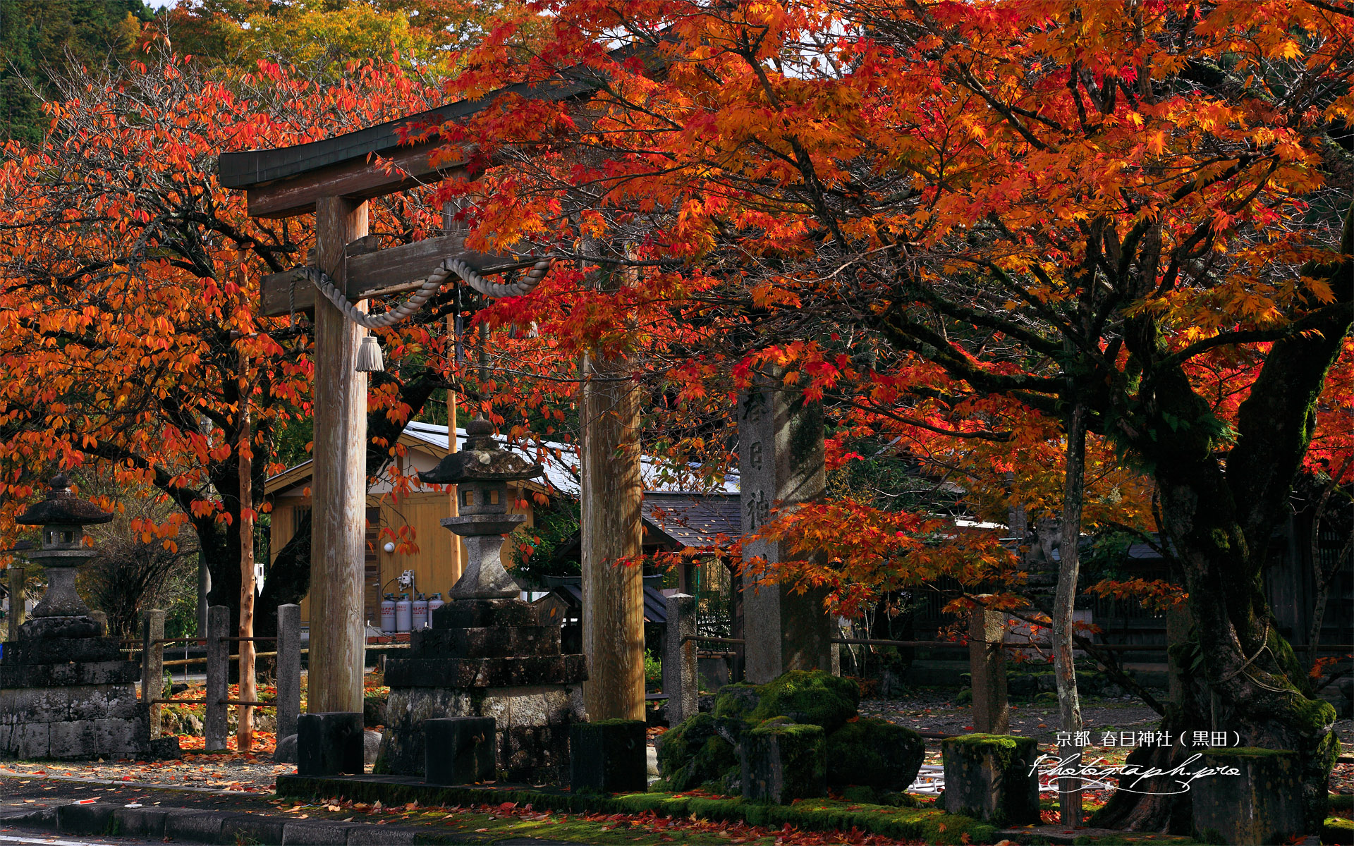 京北 黒田町春日神社の紅葉
