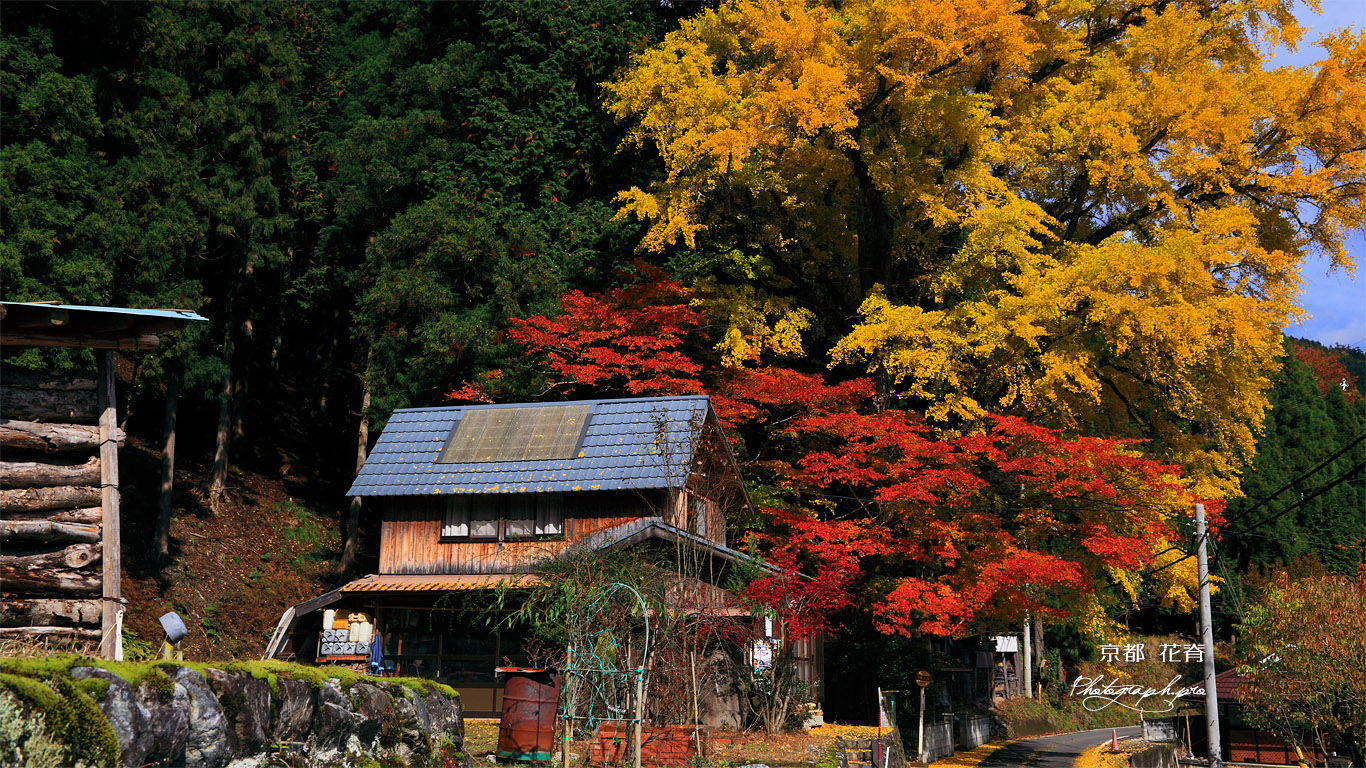 京都花脊 八桝町の紅葉 壁紙