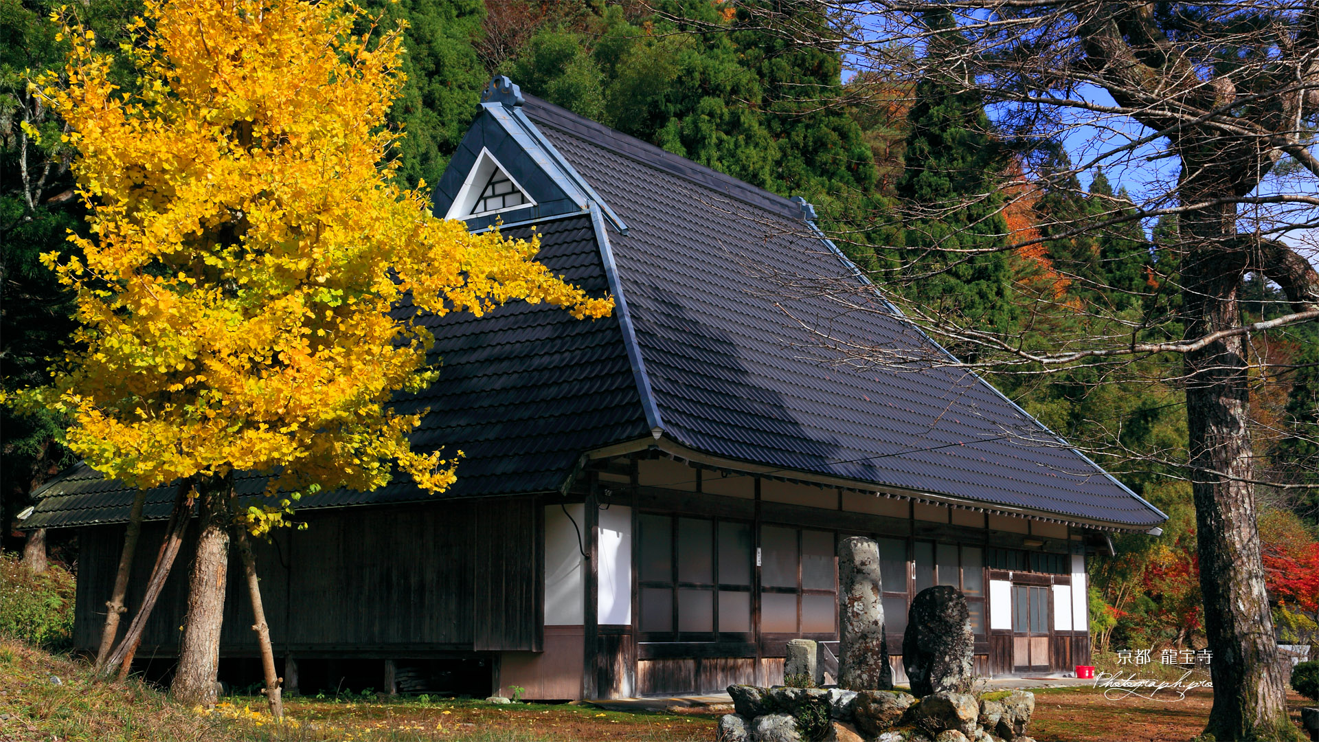 京都久多 龍宝寺の黄葉銀杏