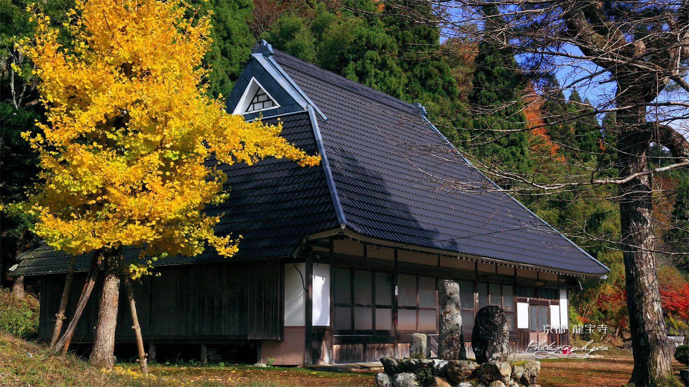 京都久多 龍宝寺の黄葉銀杏 壁紙