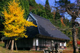 京都久多 龍宝寺の黄葉銀杏