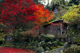 京都久多 紅葉のかやぶき民家