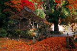 敷紅葉の峰定寺境内