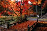 京都 峰定寺の木橋の敷紅葉