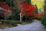 京都花脊 峰定寺参道の紅葉