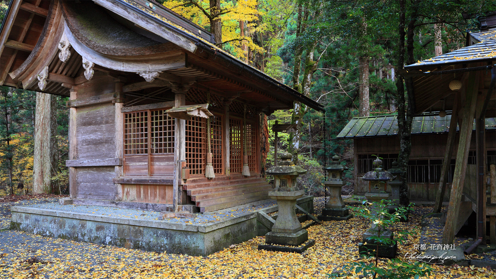 京都 花背神社の公孫樹黄葉