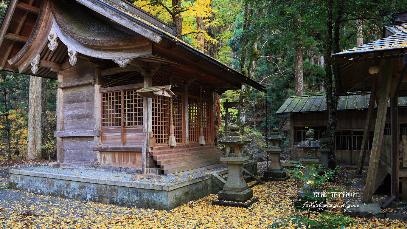 京都 花背神社の公孫樹黄葉 壁紙