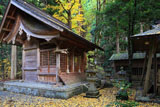 京都 花背神社の公孫樹黄葉