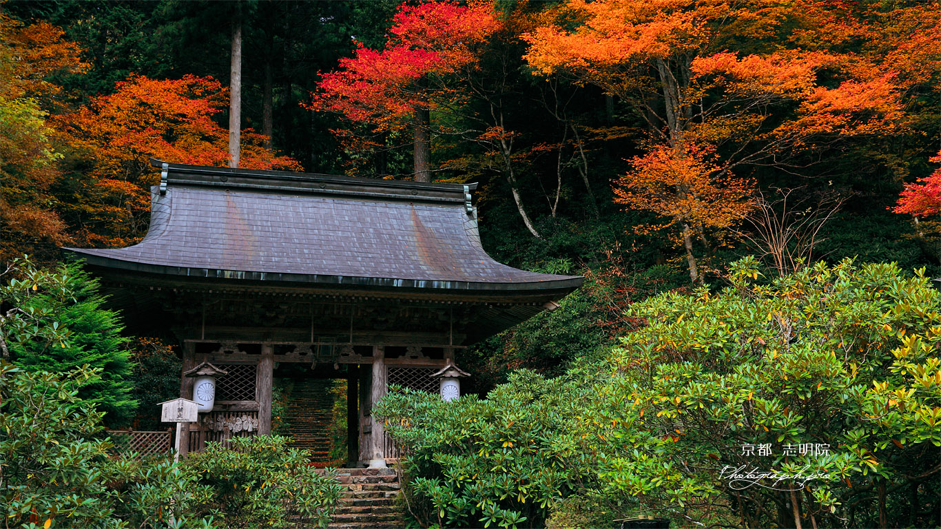 志明院 紅葉の仁王門 壁紙