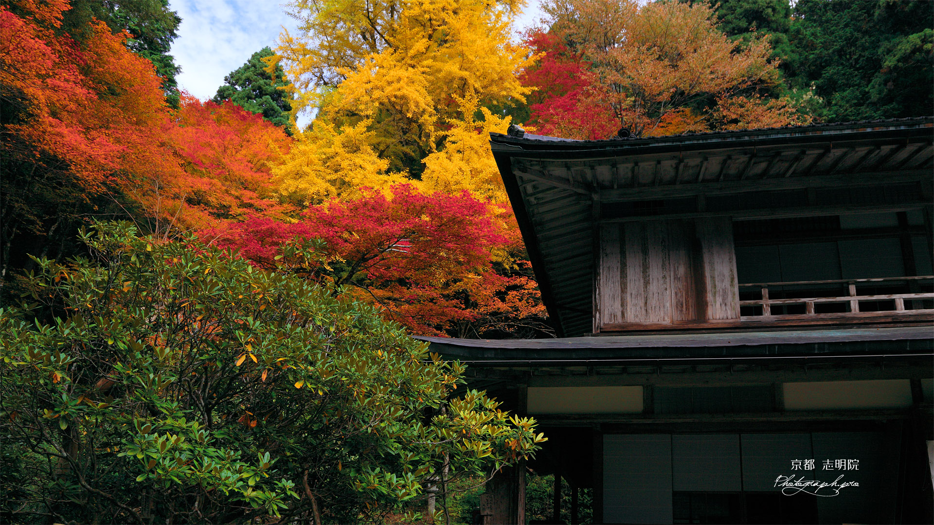 志明院 銀杏の黄葉