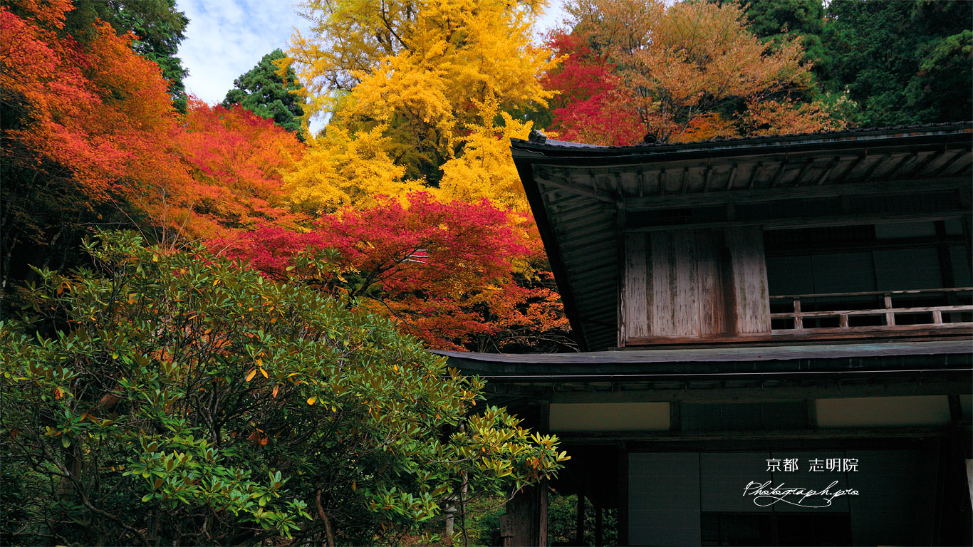 志明院 銀杏の黄葉 壁紙