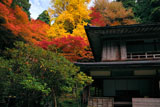 志明院 銀杏の黄葉