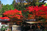 雲ケ畑 紅葉の畑嘉
