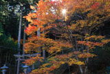 道風神社 紅葉と鳥居
