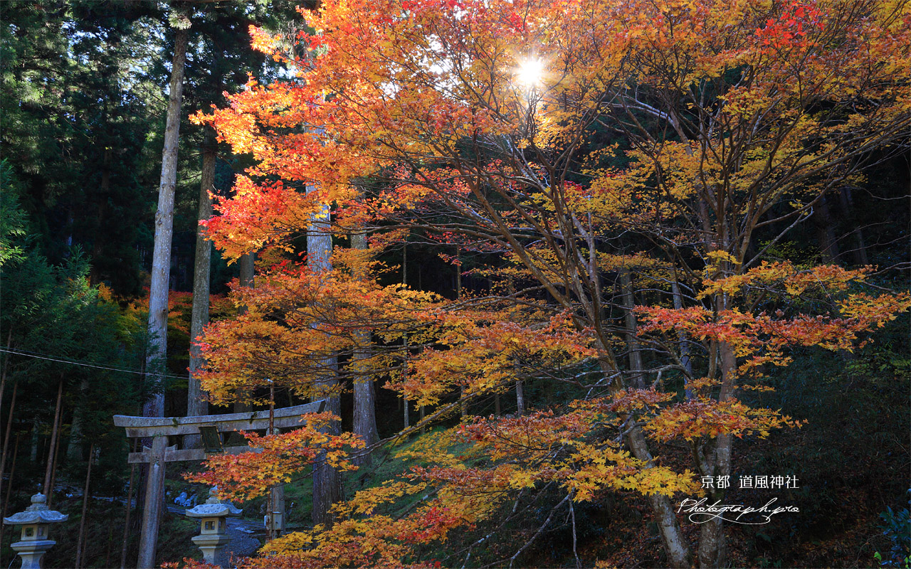 道風神社 紅葉と鳥居 壁紙