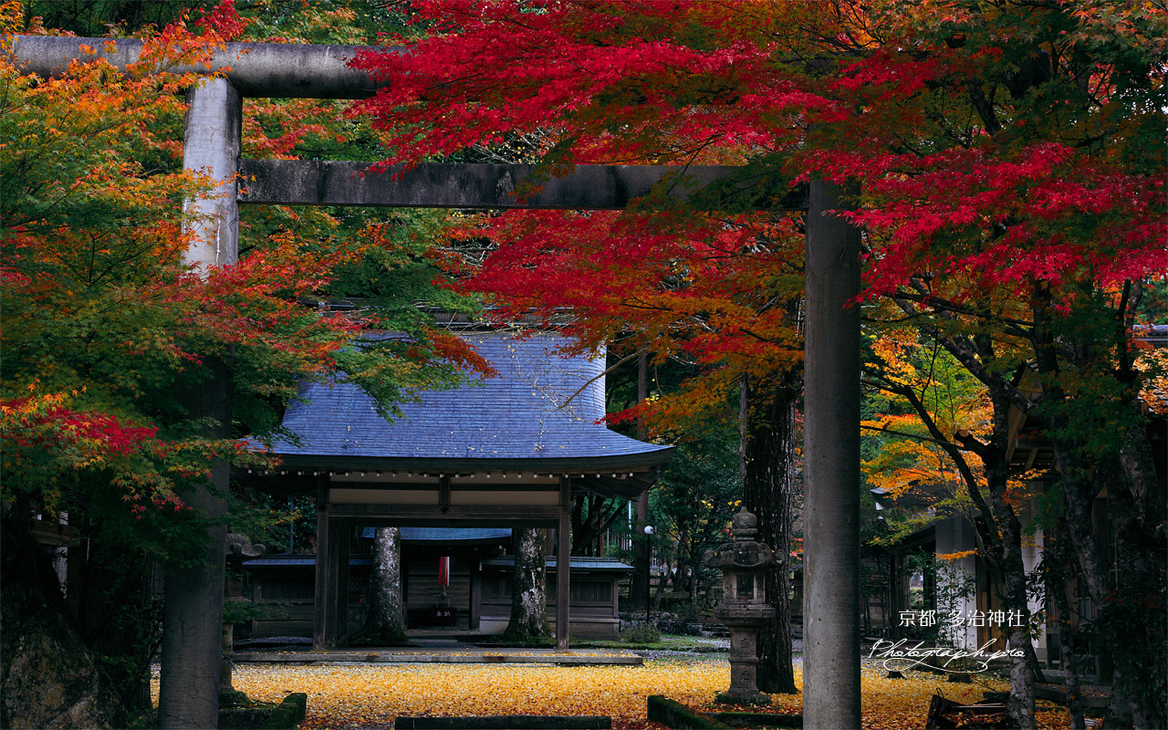 多治神社 紅葉の境内 壁紙