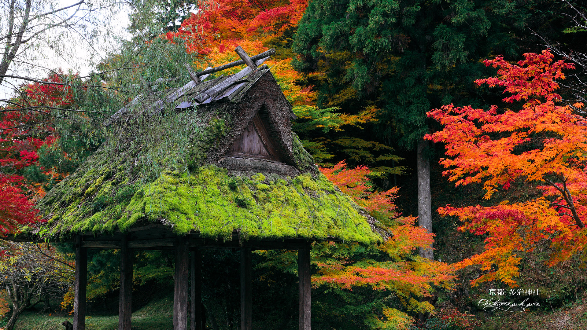 多治神社 絵馬堂と紅葉