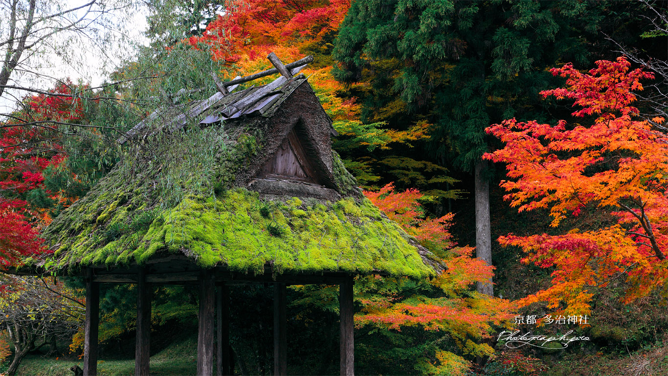 多治神社 絵馬堂と紅葉 壁紙