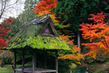多治神社 絵馬堂と紅葉