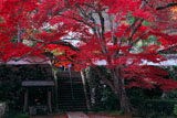亀岡神蔵寺の大カエデと本堂